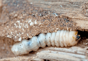 Houtworm zelf bestrijden