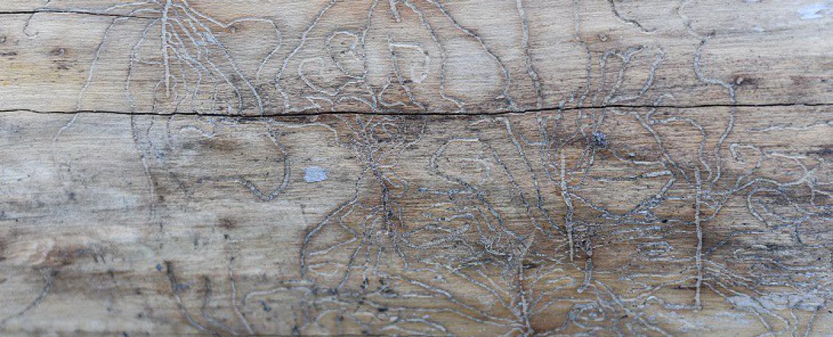 Gaten en houtschade in huis